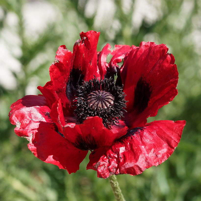 Papaver bracteatum Great Scarlet (Samen) - Armenischer Mohn (Flowering)