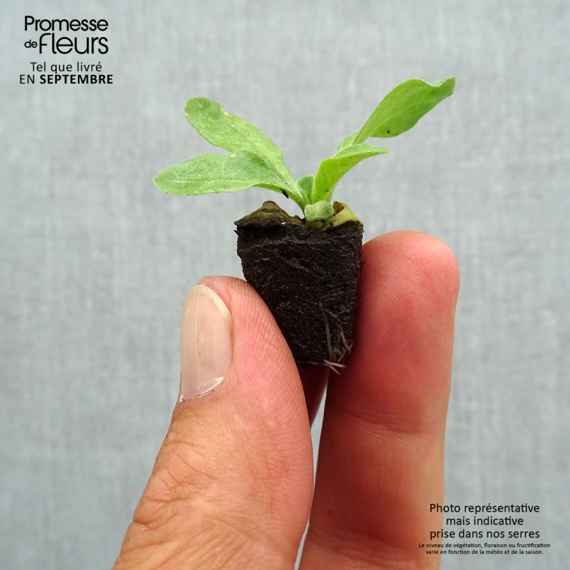 Example of Bellis perennis Bellastar Compact Rose - Gänseblümchen Mini-Plug Ø 1,5/2,5 cm as you get in automne
