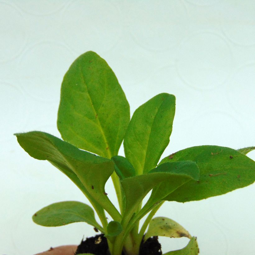 Bellis perennis Robella - Gänseblümchen (Foliage)