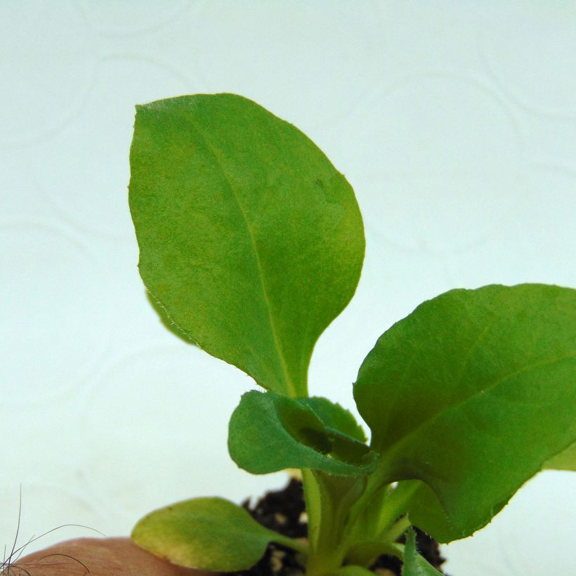 Bellis perennis Tasso White - Gänseblümchen (Foliage)