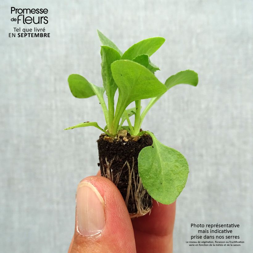 Example of Bellis perennis Tasso White - Gänseblümchen Mini-Plug Ø 1,5/2,5 cm as you get in automne