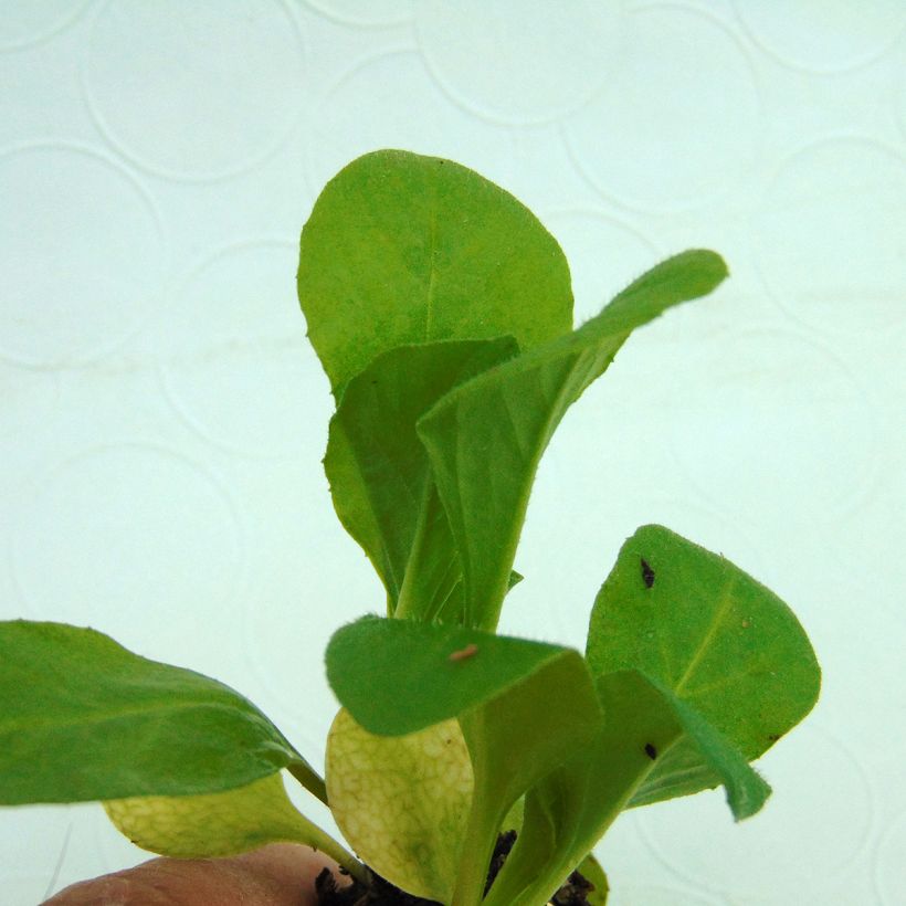 Bellis perennis Tasso Red - Gänseblümchen (Foliage)
