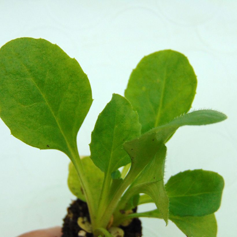 Bellis perennis Tasso Strawberries & Cream - Gänseblümchen (Foliage)