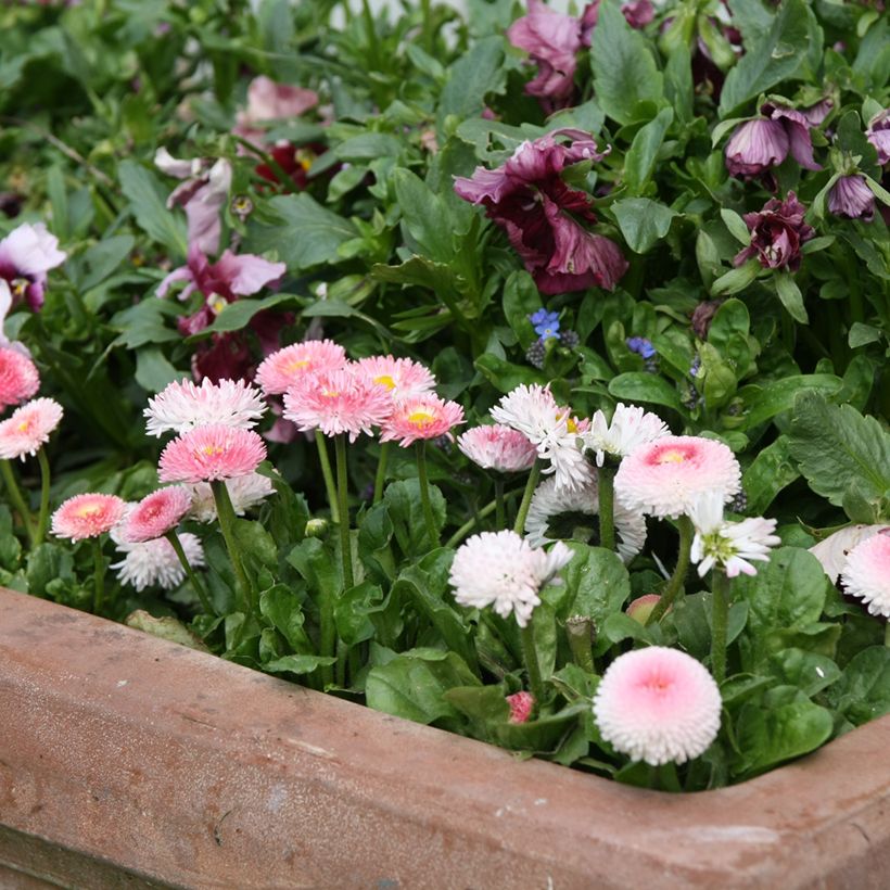 Bellis perennis Tasso Strawberries & Cream - Gänseblümchen (Plant habit)