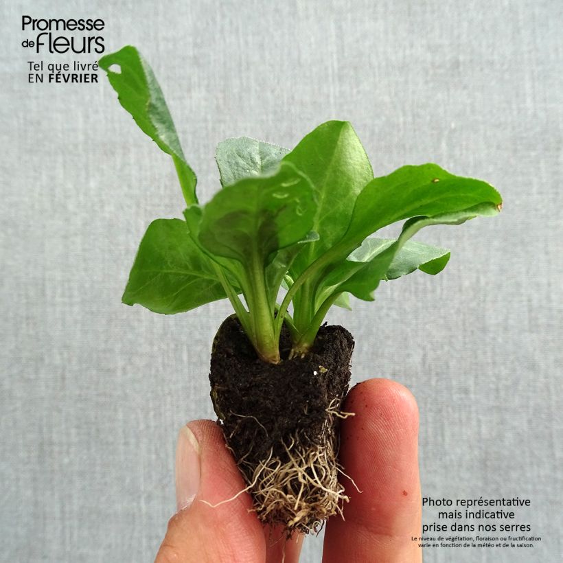 Example of Bellis perennis Tasso - Gänseblümchen Jardi-Plug: Wurzelballen 3,8 cm x 3,2 cm in Anzuchtplatte à 15 Stück. as you get in automne