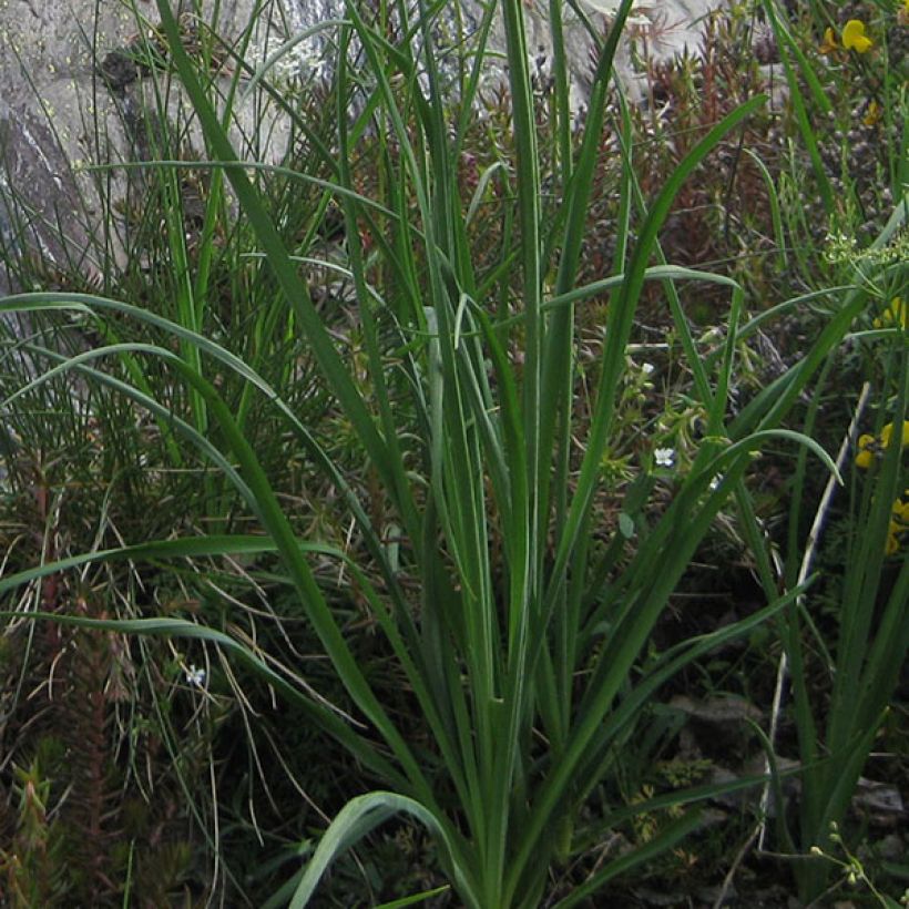 Paradisea liliastrum - Weiße Trichterlilie (Foliage)
