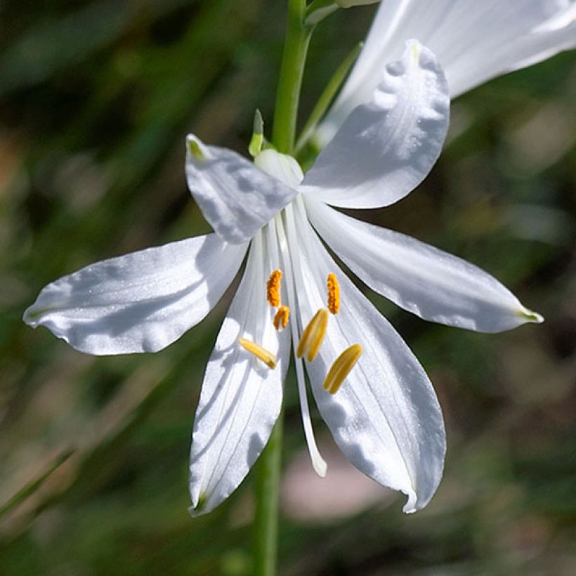 Paradisea liliastrum - Weiße Trichterlilie (Flowering)