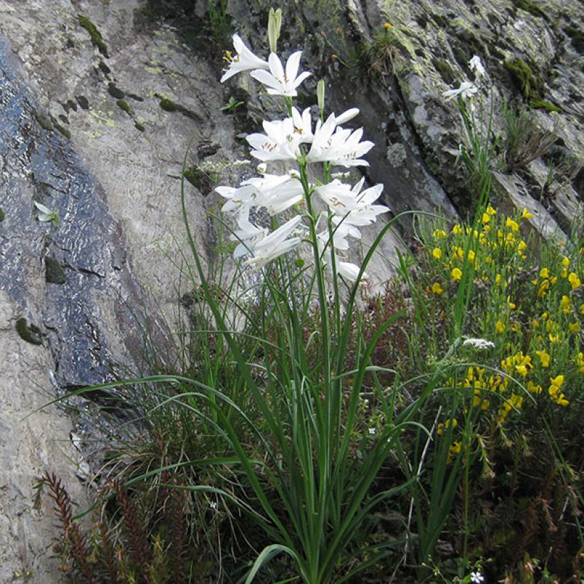 Paradisea liliastrum - Weiße Trichterlilie (Plant habit)