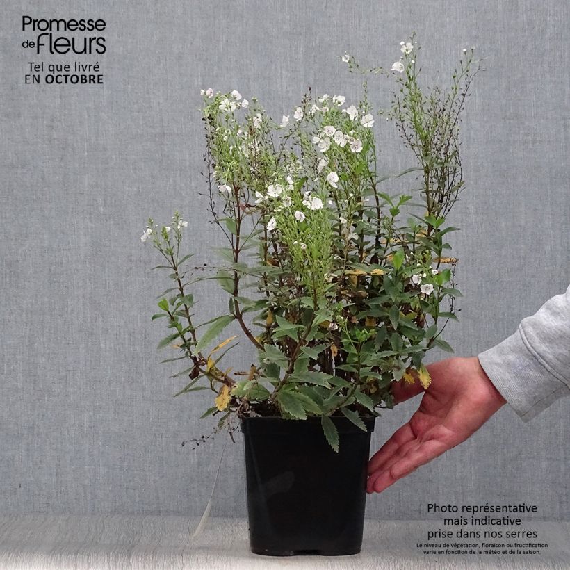 Example of Parahebe catarractae Avalanche - Parahebe Topf mit 2L/3L as you get in automne