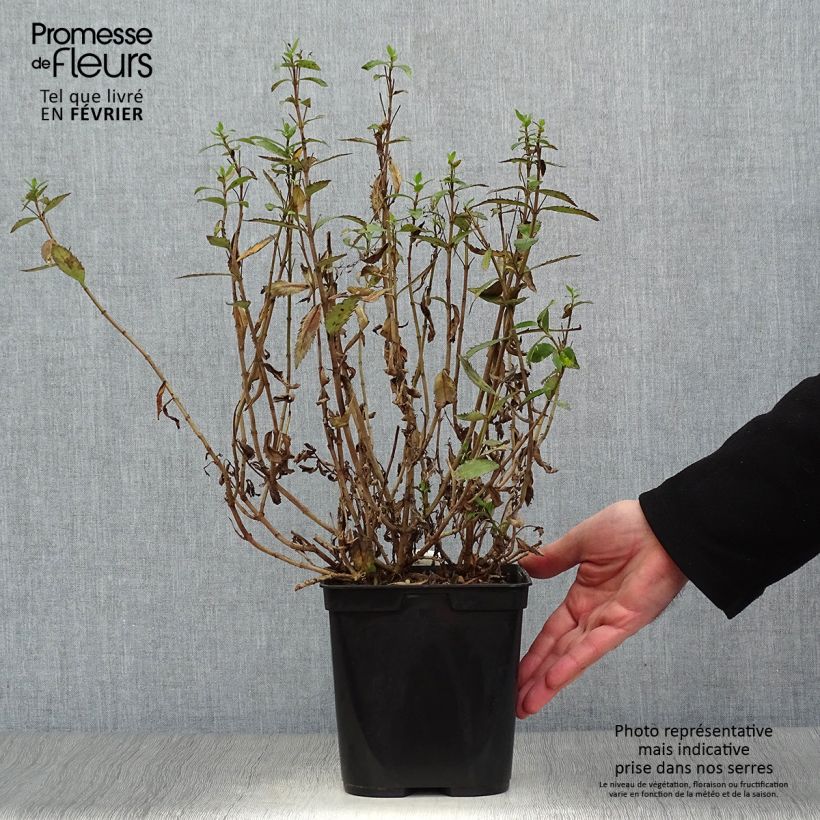 Exemplar von Parahebe catarractae Avalanche - Parahebe Topf mit 2L/3L wie im Winter geliefert