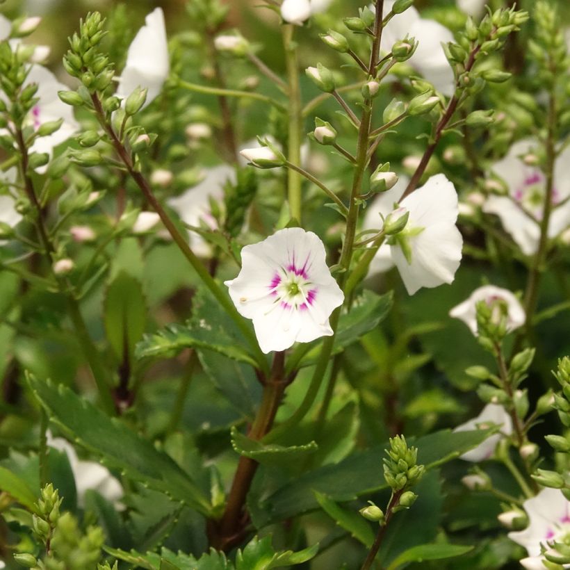 Parahebe catarractae Avalanche - Parahebe (Blüte)