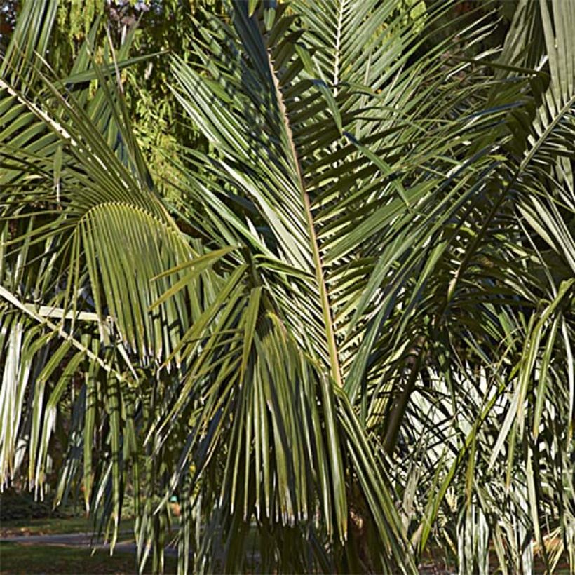 Parajubaea torallyi - Bolivianische Bergkokosnuss (Foliage)