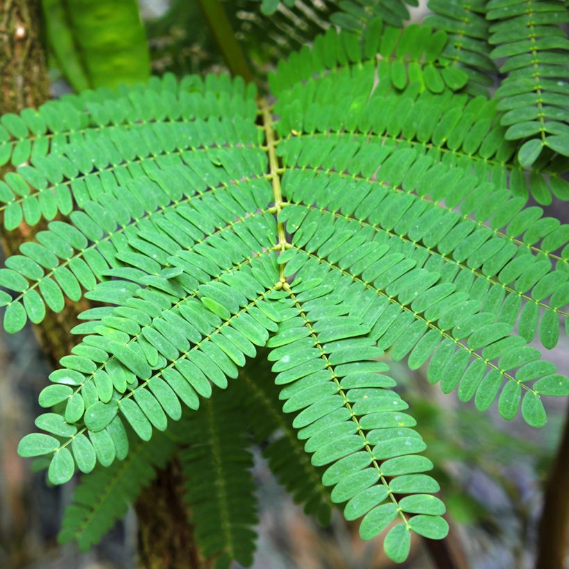Paraserianthes lophantha - Cape Leeuwin Akazie (Foliage)