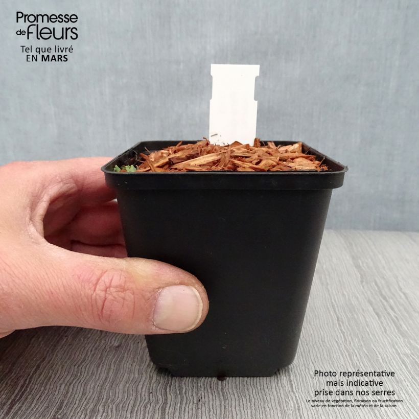 Exemplar von Paris quadrifolia - Einbeere Kleine Töpfe von 8/9 cm wie im Frühjahr geliefert