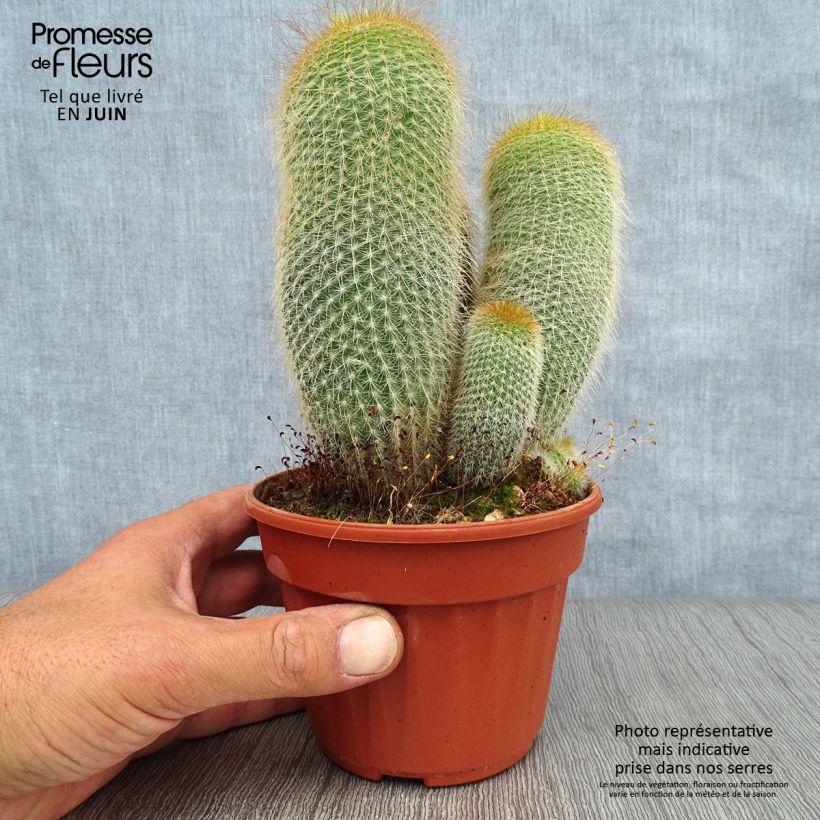 Exemplar von Parodia leninghausii - Parodie Topf 12 cm / 13 cm wie im Sommer geliefert
