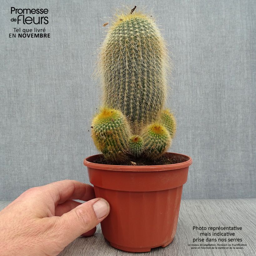 Example of Parodia leninghausii - Parodie Topf 12 cm / 13 cm as you get in automne