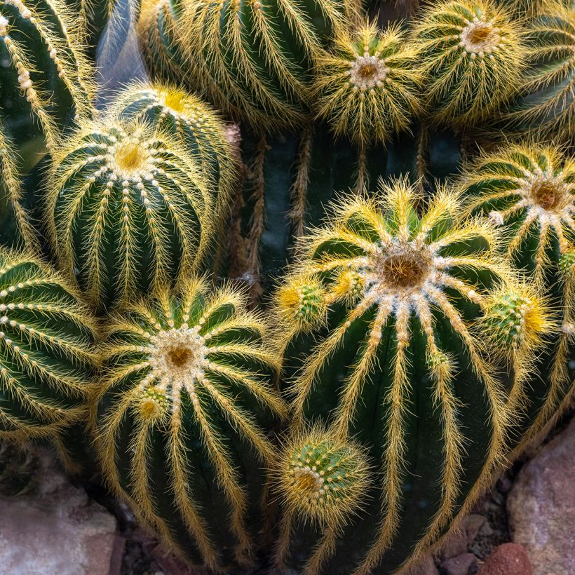 Parodia warasii - Notocactus warasii (Wuchs)