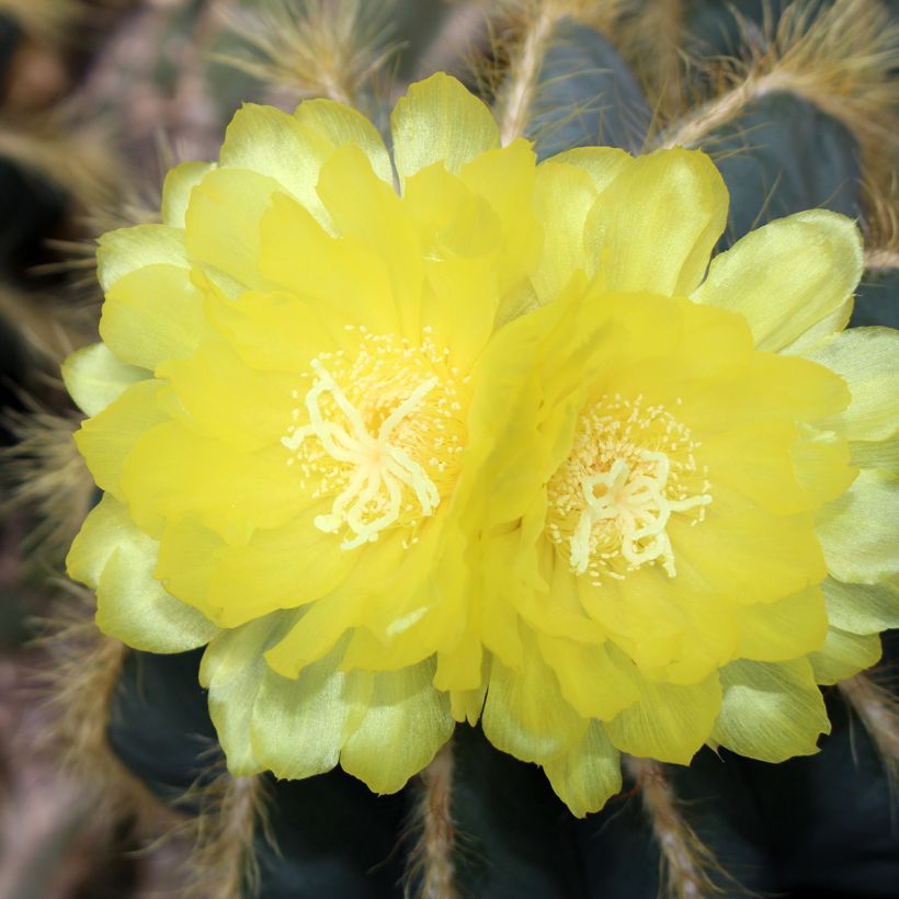 Parodia magnifica - Notokaktus (Blüte)