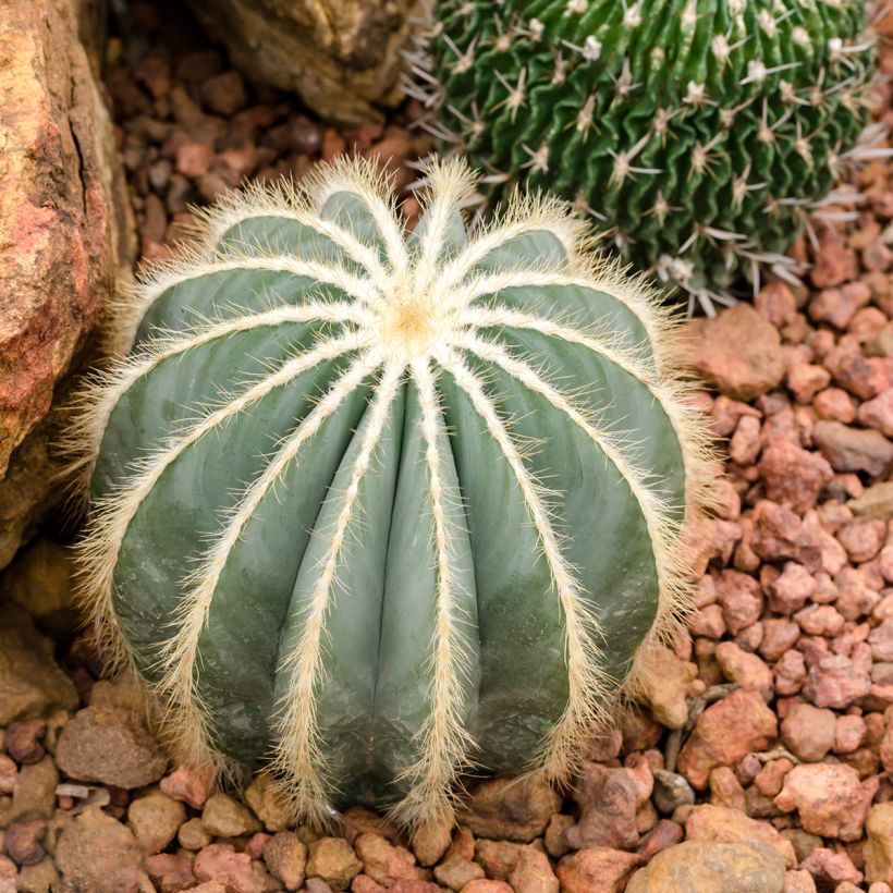 Parodia magnifica - Notokaktus (Wuchs)