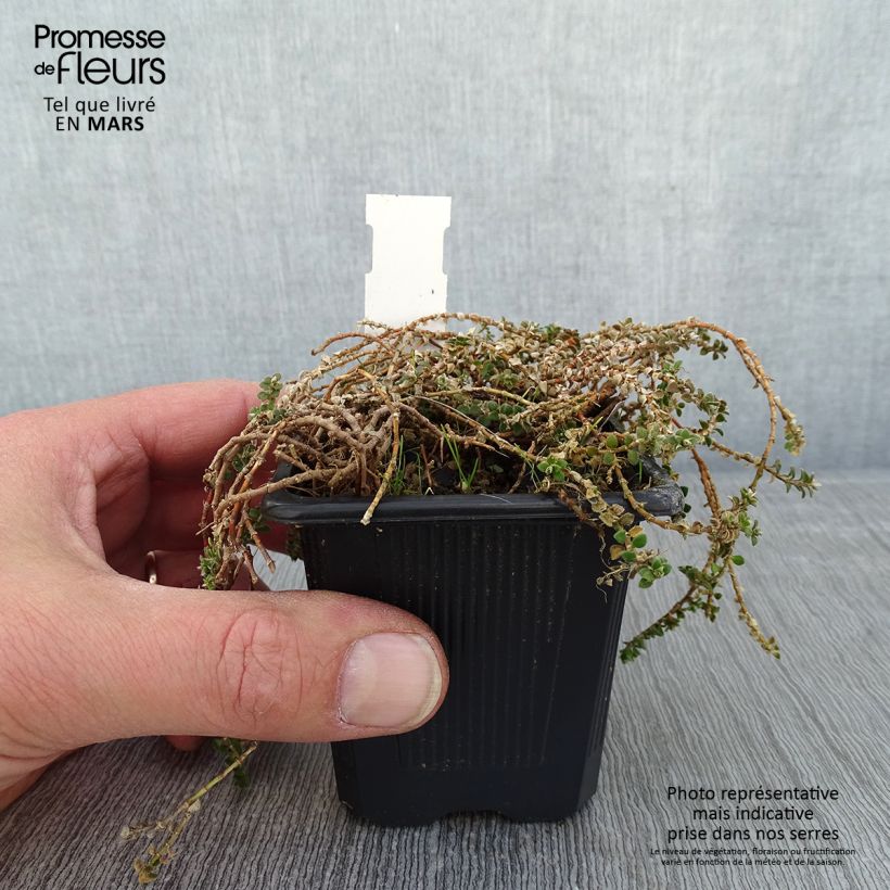 Exemplar von Paronychia kapela subsp. serpyllifolia - Mauermiere Kleine Töpfe von 8/9 cm wie im Winter geliefert