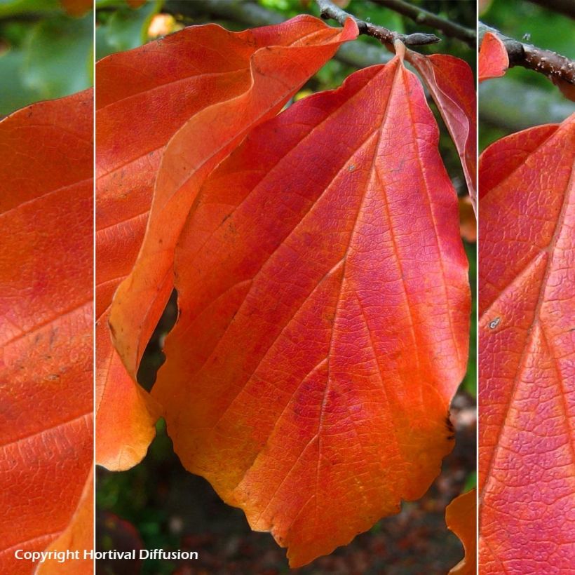 Eisenbaum Bella - Parrotia persica (Foliage)