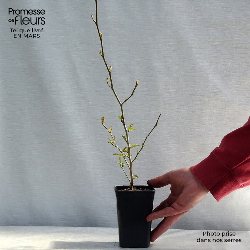 Exemplar von Eisenbaum Bella - Parrotia persica Kleine Töpfe von 8/9 cm wie im Winter geliefert