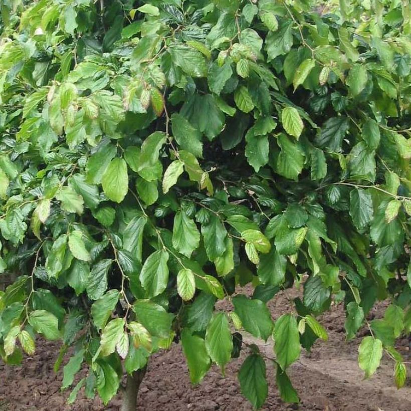 Eisenbaum Persian Spire - Parrotia persica (Foliage)