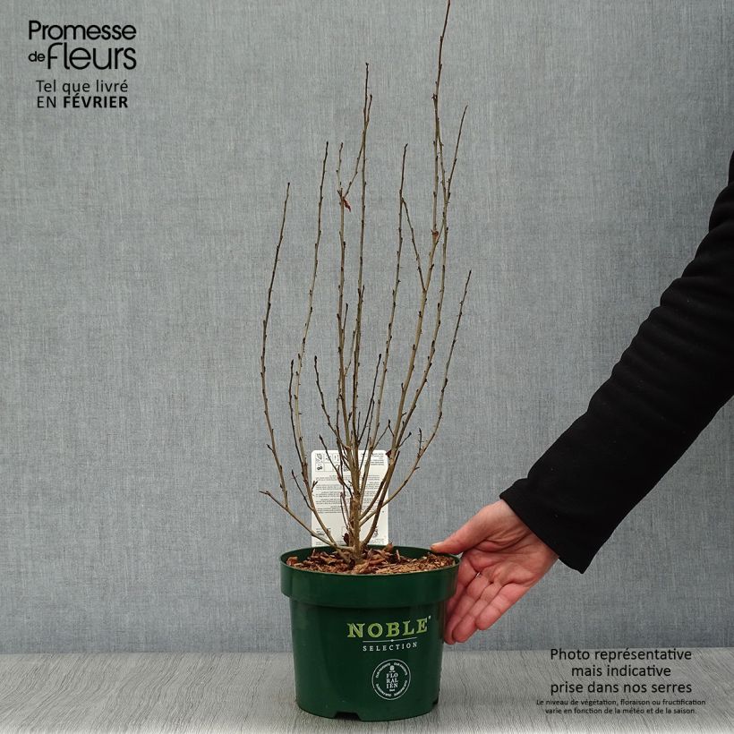 Exemplar von Eisenbaum Persian Spire - Parrotia persica Topf mit 3L/4L wie im Winter geliefert