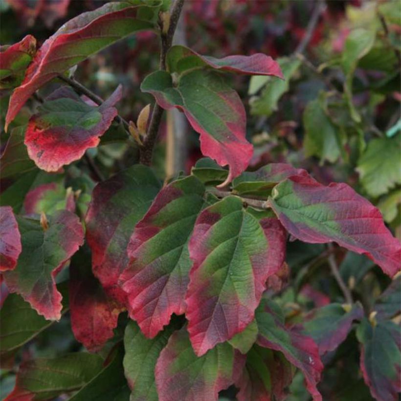 Eisenbaum Vanessa - Parrotia persica (Foliage)