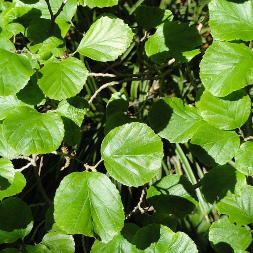 Scheinparrotie - Parrotiopsis jacquemontiana (Foliage)