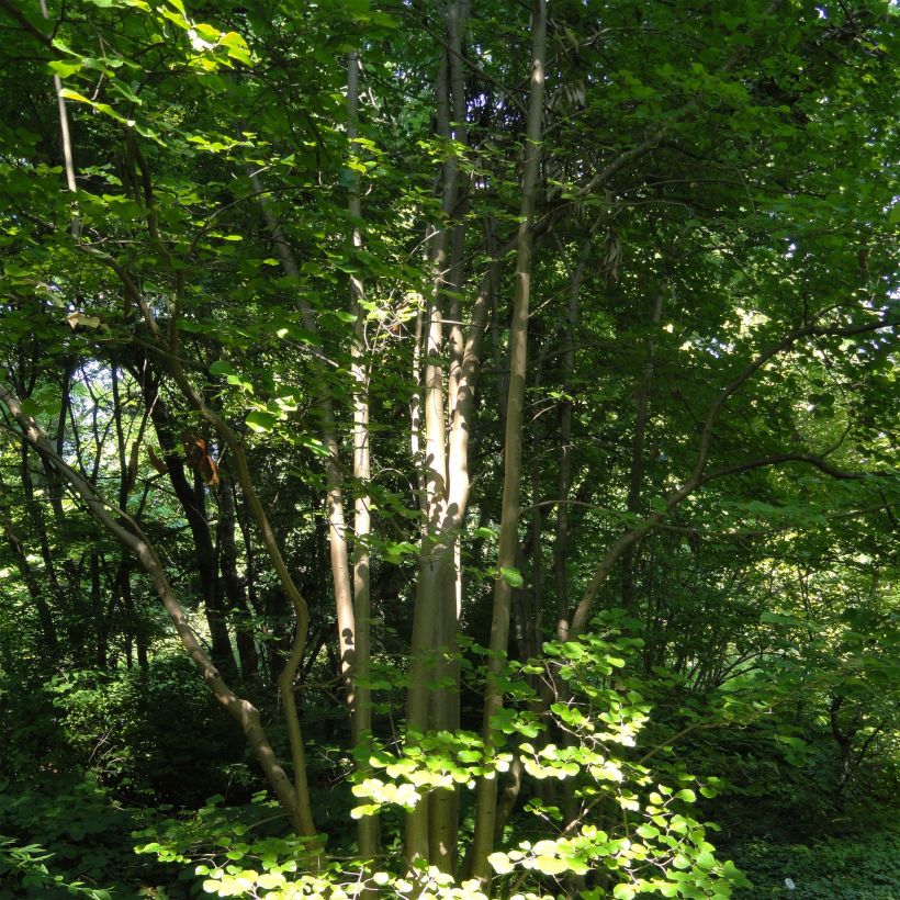 Scheinparrotie - Parrotiopsis jacquemontiana (Plant habit)