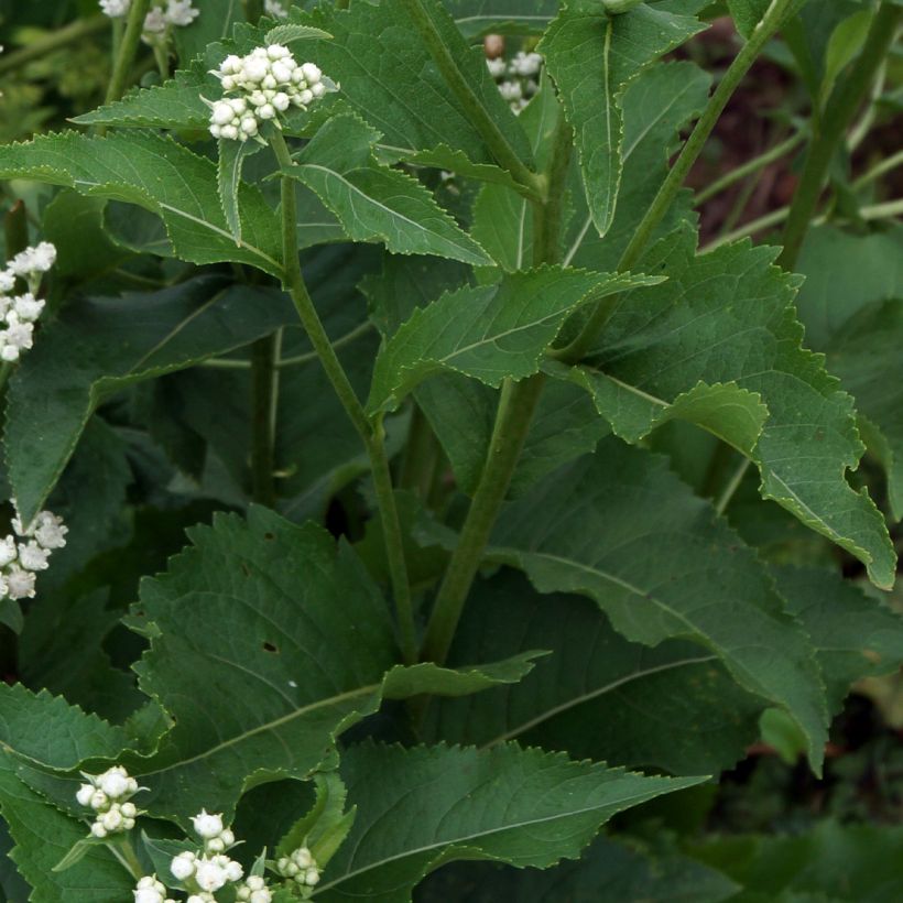 Prärie-Ampfer - Parthenium integrifolium (Foliage)