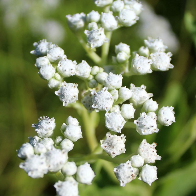Prärie-Ampfer - Parthenium integrifolium (Flowering)