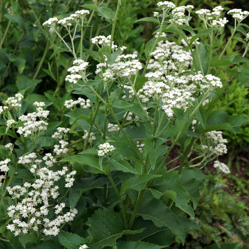 Prärie-Ampfer - Parthenium integrifolium (Plant habit)