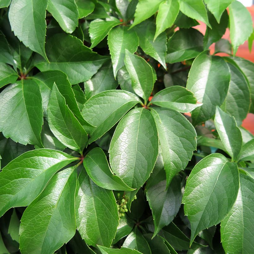 Wilder Wein Murorum - Parthenocissus quinquefolia (Foliage)