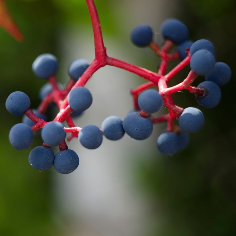 Wilder Wein Murorum - Parthenocissus quinquefolia (Harvest)