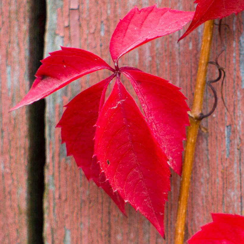 Wilder Wein Red wall Troki - Parthenocissus quinquefolia (Foliage)