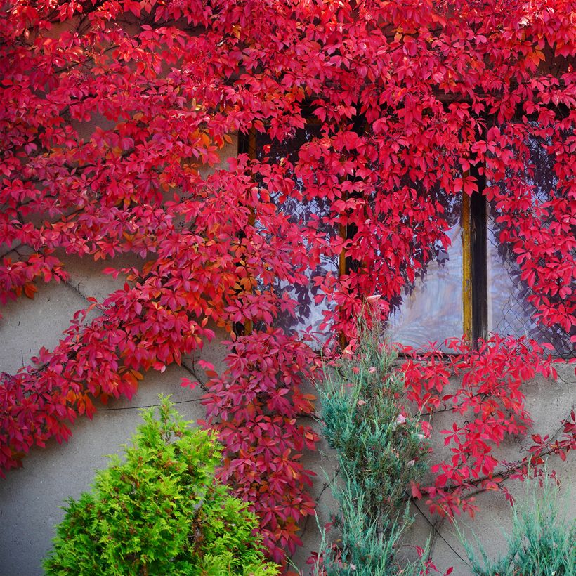 Wilder Wein Red wall Troki - Parthenocissus quinquefolia (Plant habit)