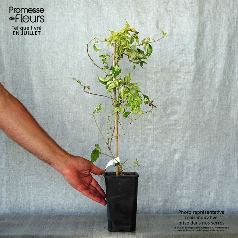 Exemplar von Wilder Wein Star Shower - Parthenocissus quinquefolia Topf mit 1,5L/2L wie im Sommer geliefert
