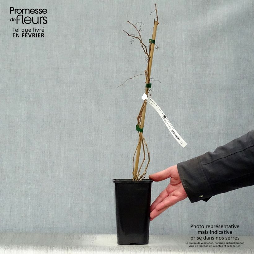 Exemplar von Wilder Wein Star Shower - Parthenocissus quinquefolia Topf mit 1,5L/2L wie im Winter geliefert