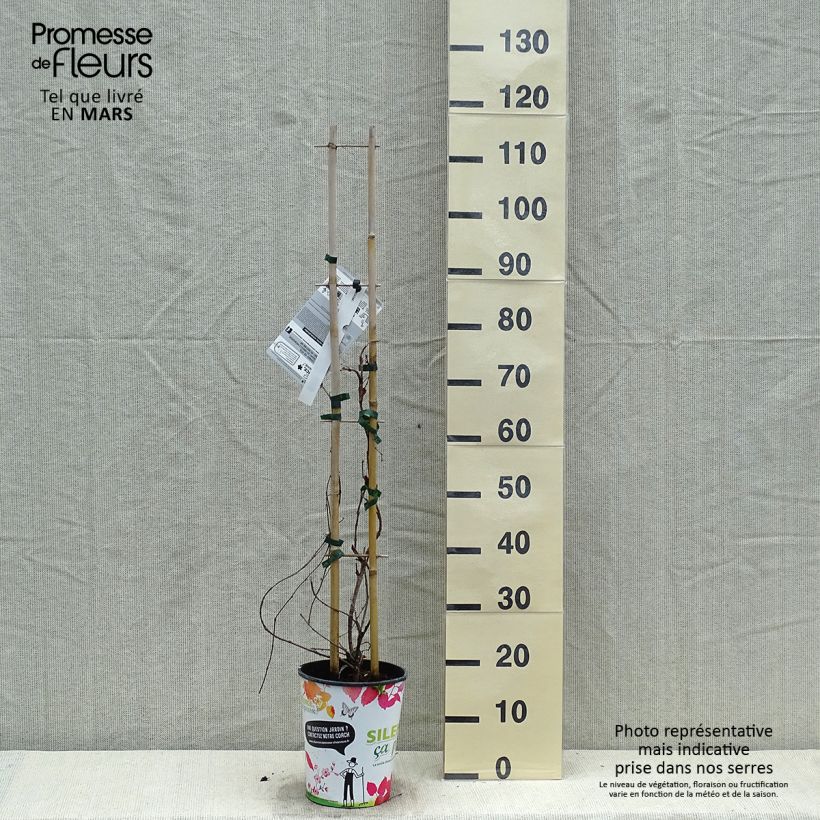Exemplar von Kletterwein Atropurpurea - Parthenocissus tricuspidata Topf mit 2L/3L wie im Frühjahr geliefert