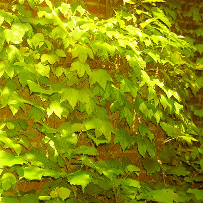 Kletterwein Fenway Park - Parthenocissus tricuspidata (Plant habit)