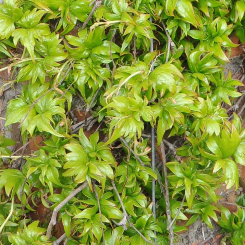 Kletterwein Lowii - Parthenocissus tricuspidata (Foliage)