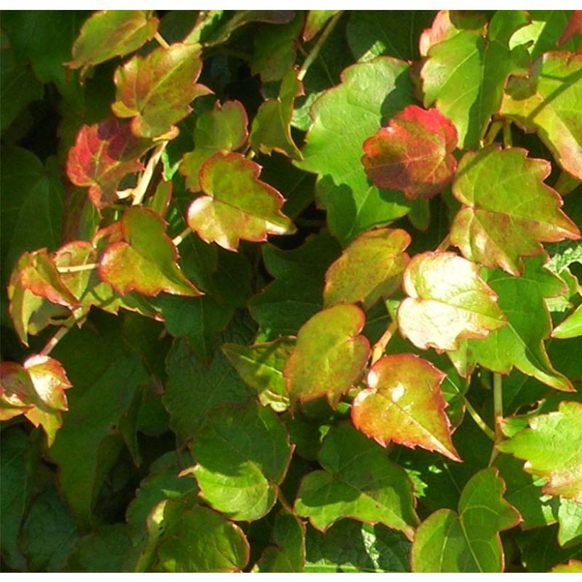 Kletterwein Minutifolia - Parthenocissus tricuspidata (Foliage)
