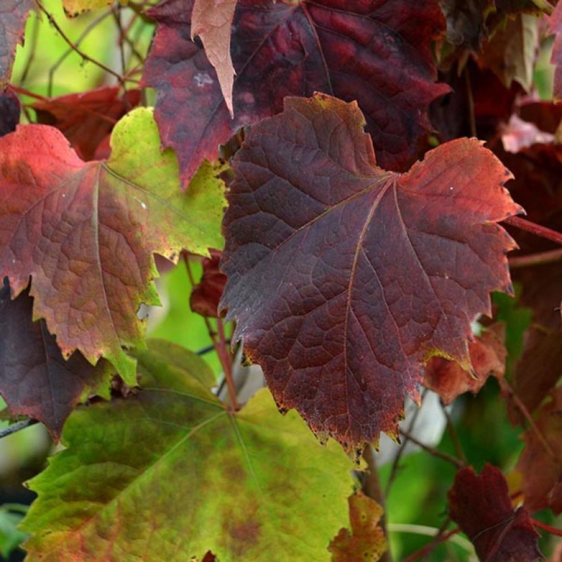 Kletterwein Atropurpurea - Parthenocissus tricuspidata (Foliage)