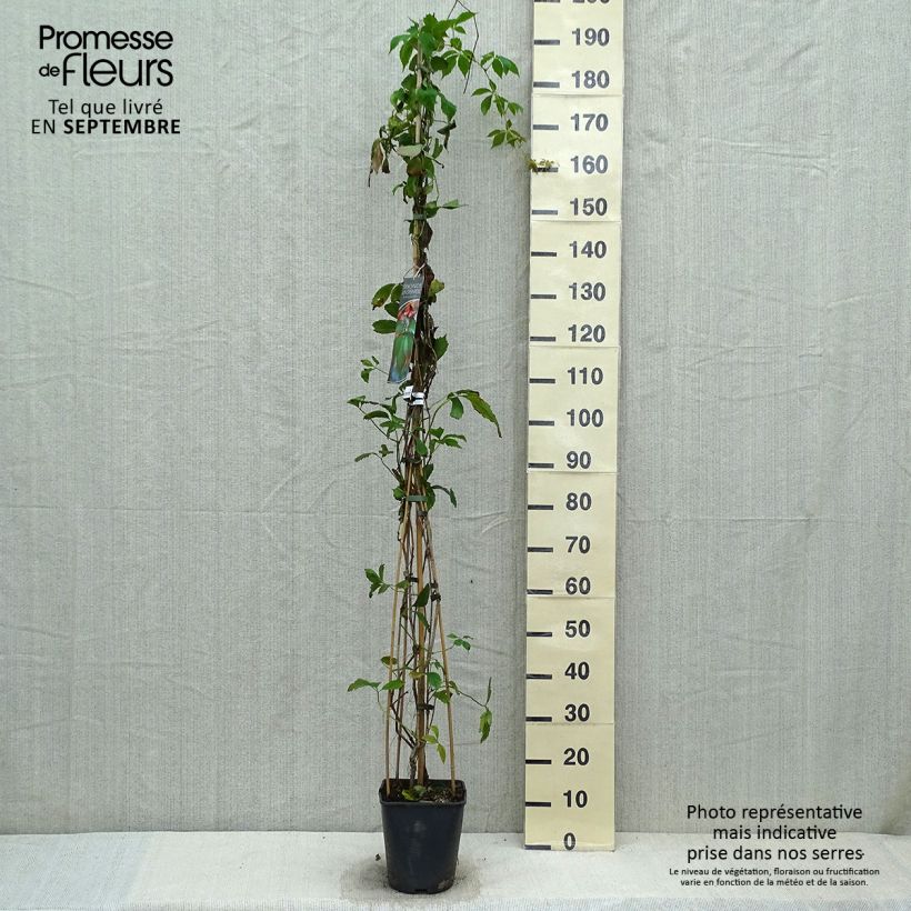 Example of Gewöhnliche Jungfernrebe - Parthenocissus viteacea Topf mit 4L/5L as you get in automne