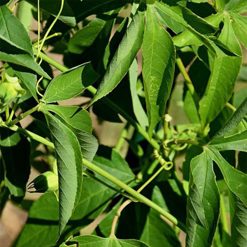 Passionsblume Incense - Passiflora (Foliage)
