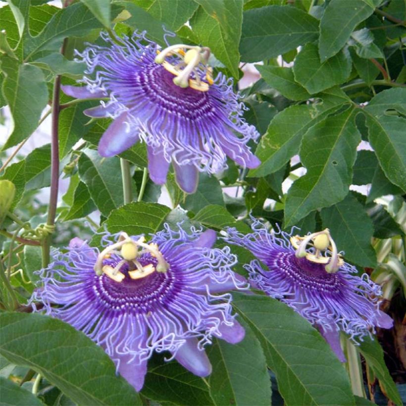 Passionsblume Incense - Passiflora (Flowering)