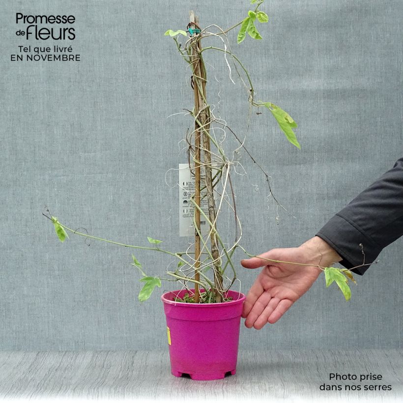 Example of Passionsblume allardii - Passiflora Topf mit 2L/3L as you get in automne
