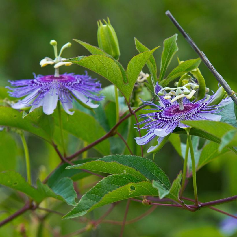 Fleischfarbene Passionsblume - Passiflora incarnata (Flowering)